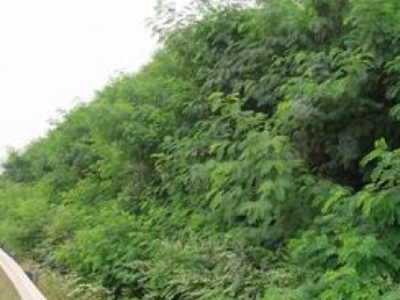 甘肅隴南道路邊坡植被恢復項目 - 安平縣佰泰金屬絲網(wǎng)制品有限公司