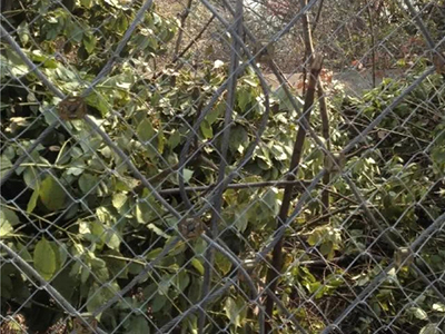 湖北黃石市白馬公園防護(hù)網(wǎng)案例 - 安平縣佰泰金屬絲網(wǎng)制品有限公司